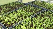 vernon valley farm – seedlings in in greenhouse