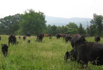vernon valley farm – black and red cows grazing
