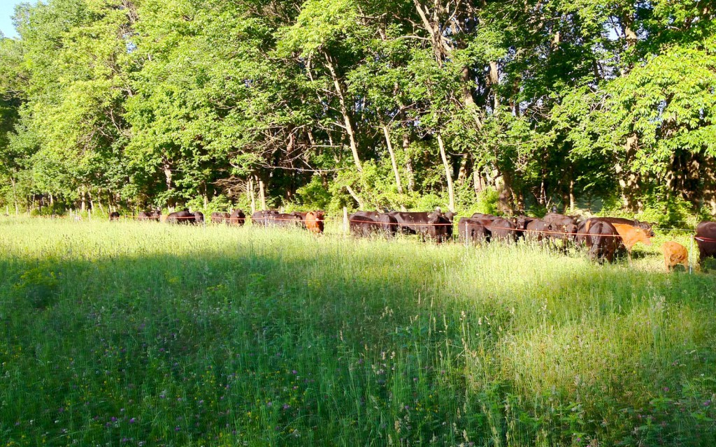 vernon valley farm - grass fed beef cattle run