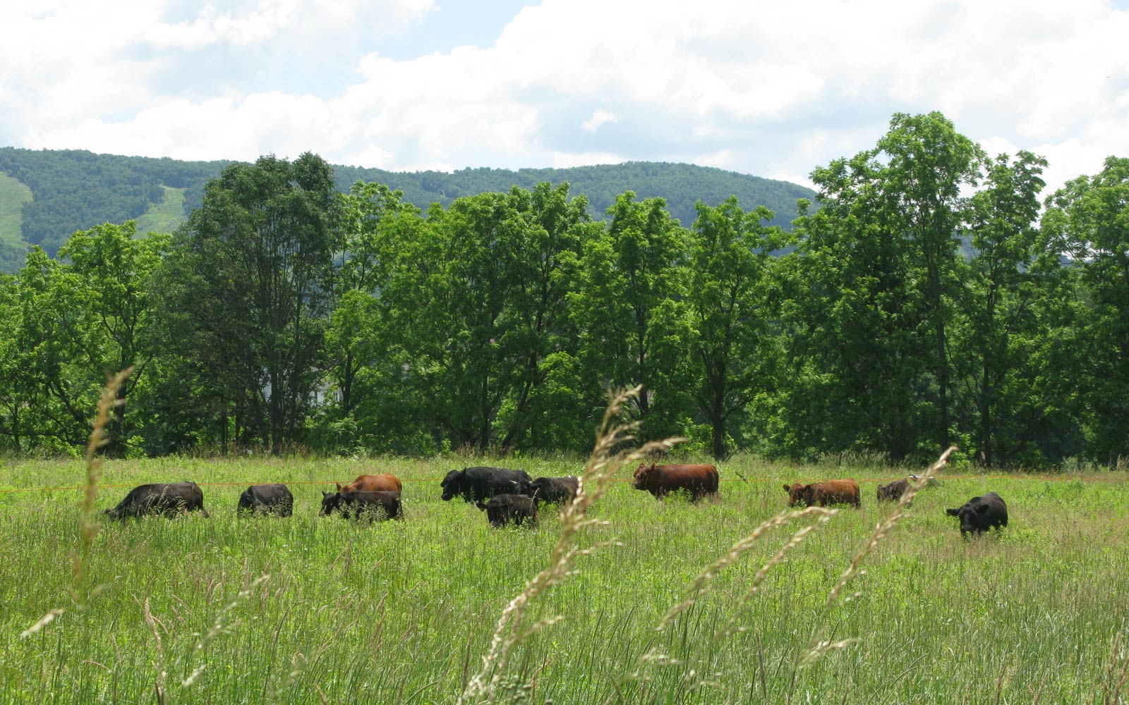 vernon valley farm - cows grazing far away