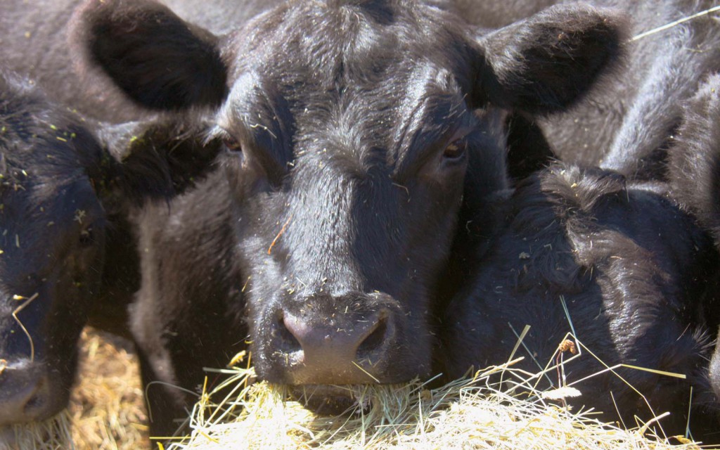 vernon valley farm - grass fed beef cattle