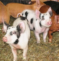 vernon valley farm – pigs
