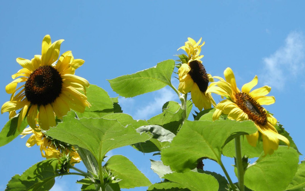 vernon valley farm sunflowers