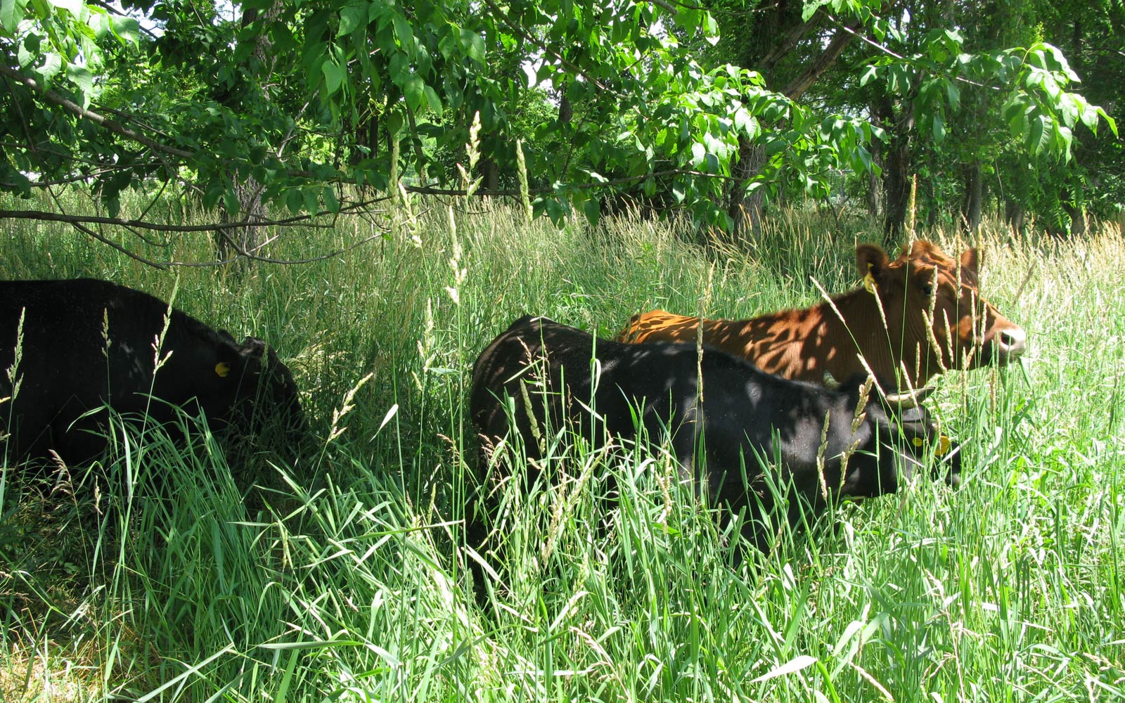 vernon valley farm - two cows in shade
