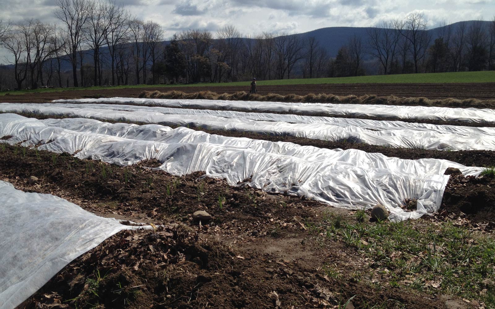vernon valley farm - vegetable bed covered with tarp