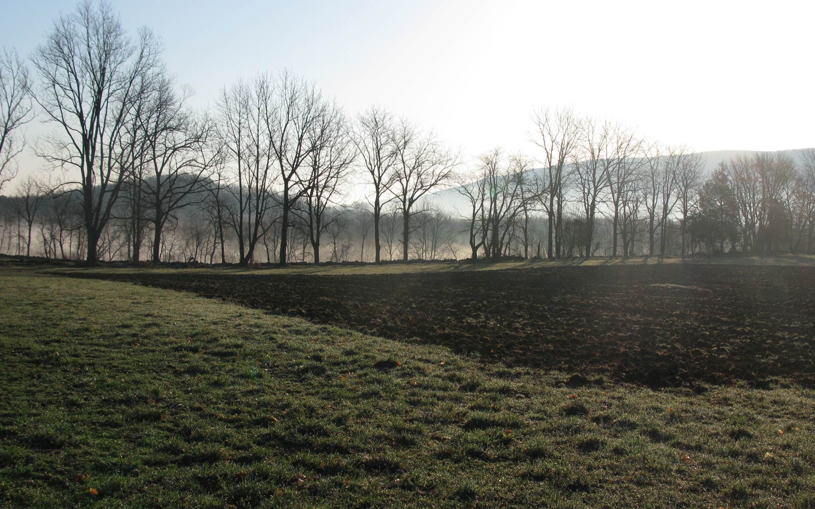 vernon valley farm - vegetable field in morning mist