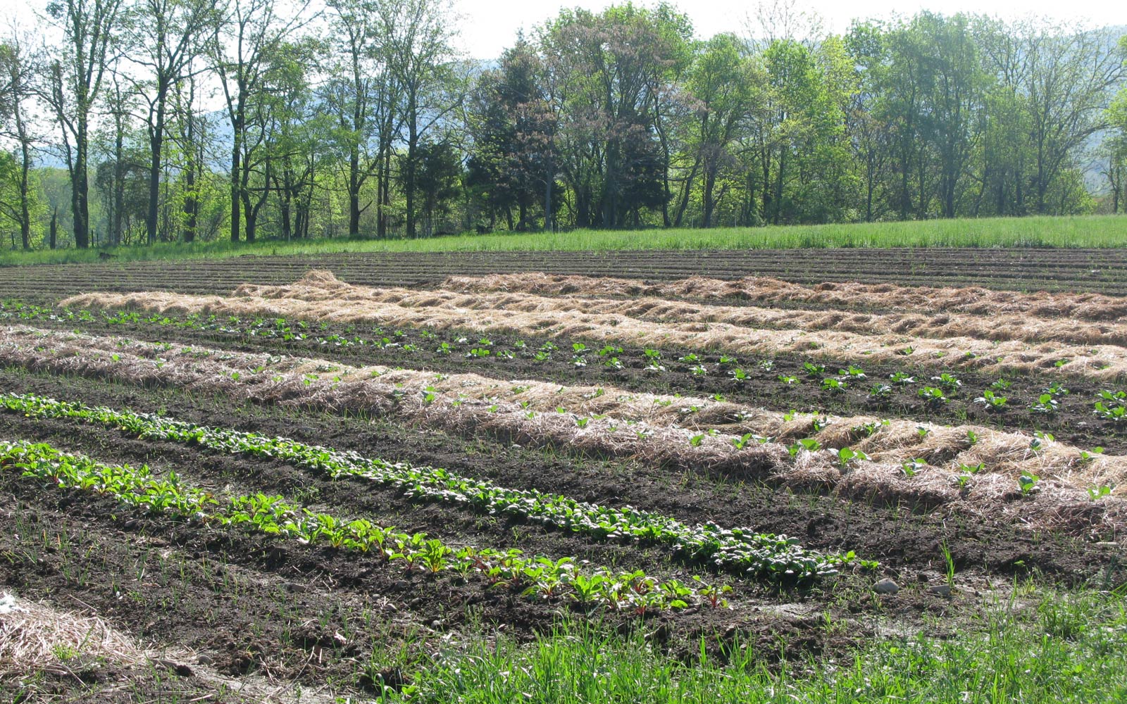 vernon valley farm - vegetable field sprouting